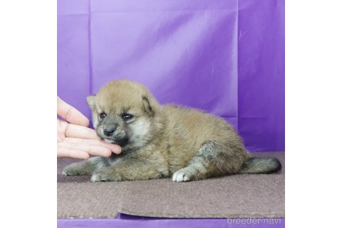 販売中の愛知県の柴犬-347700の4枚目